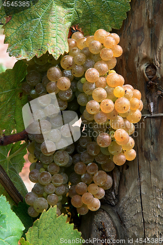 Image of Wine Grape. 
