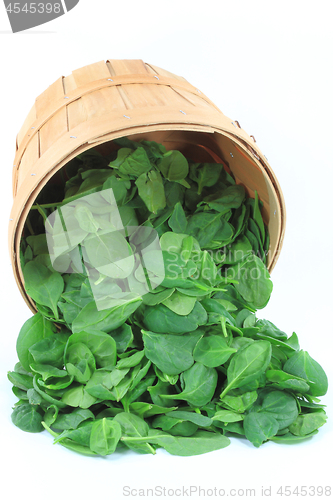 Image of Organic baby spinach. 