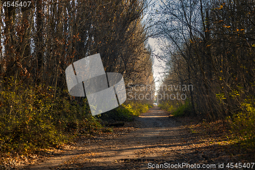 Image of Forest reclaiming the Zone, in Chernobyl