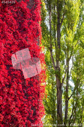 Image of wild wine red foliage contrast to green trees