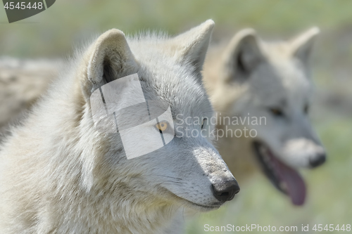 Image of Alaskan Tundra Wolf