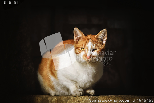 Image of Cat on the Dark Background