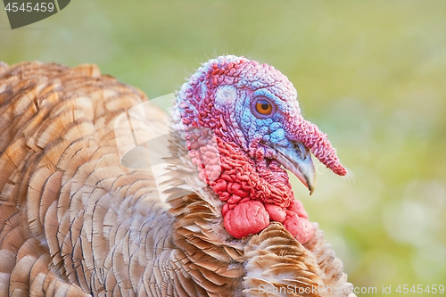 Image of Portrait of a Turkey