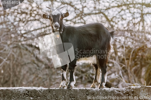 Image of Black Goat at Fence