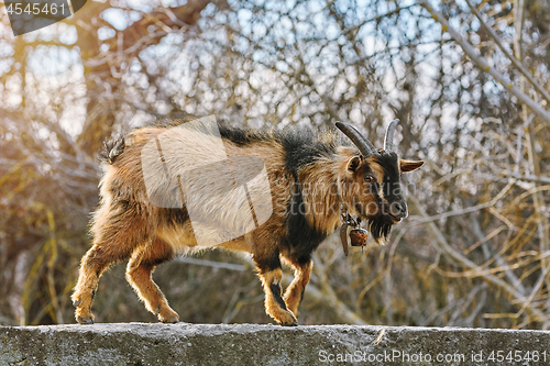 Image of Goat on Parapet Wall