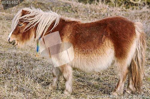 Image of Little Brown Pony