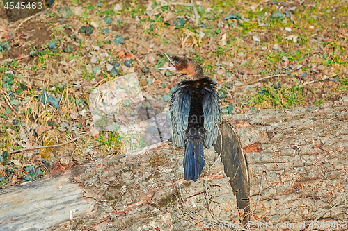 Image of Young Cormorant on a Log