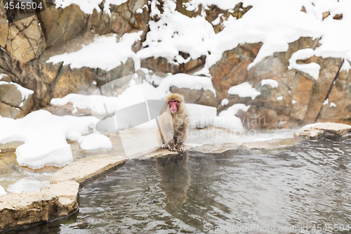 Image of japanese macaque or snow monkey in hot spring