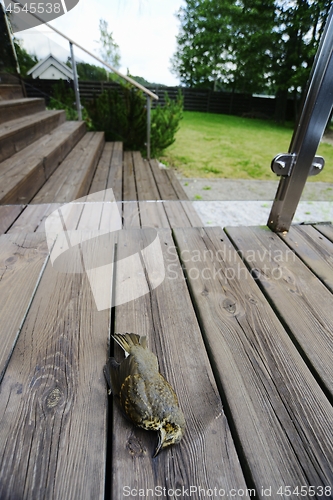 Image of bird killed by hitting the glass on the terrace of the house