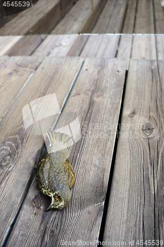 Image of bird killed by hitting the glass on the terrace of the house