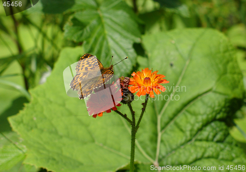 Image of butterfly