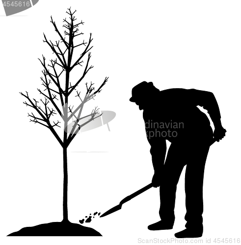 Image of Man planting a tree