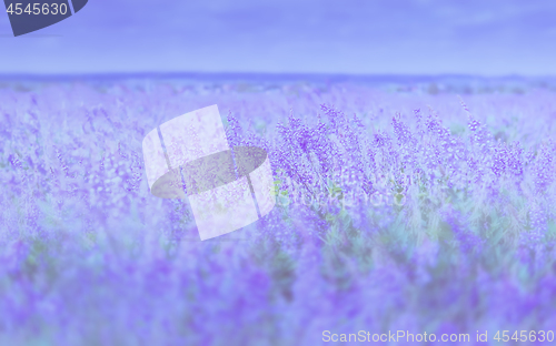 Image of Gentle Lilac Floral Background Of Blossom Field 