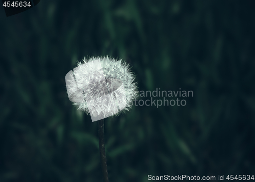 Image of  Dandelion Blowball Close-up On Dark Green Background