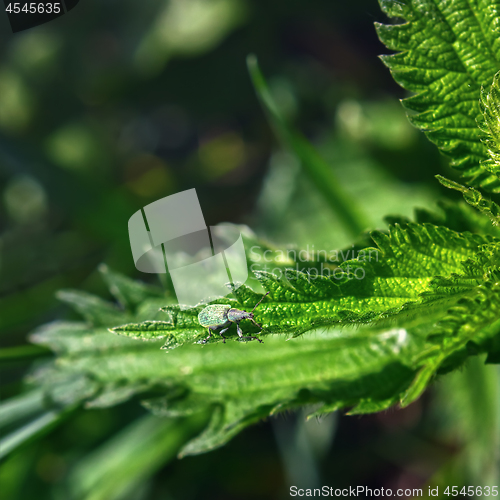 Image of Green Beetle On Leaves Close-up