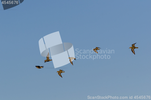 Image of Group with Golden Plovers birds flying in formation by a blue sk