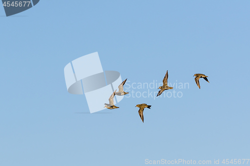 Image of Flock with wader birds in flight by fall migration