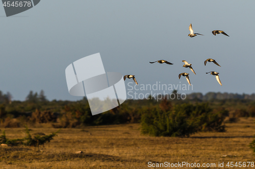 Image of Flock with Golden Plovers in flight by fall migration
