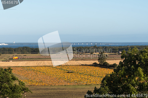 Image of Landscape with a field ripe pumpkins ready for harvest