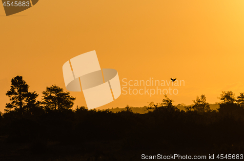 Image of Eagle flying by sunrise in a silhouetted landscape