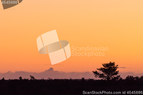 Image of Sunrise in a landscape with a tree silhouette and orange sky