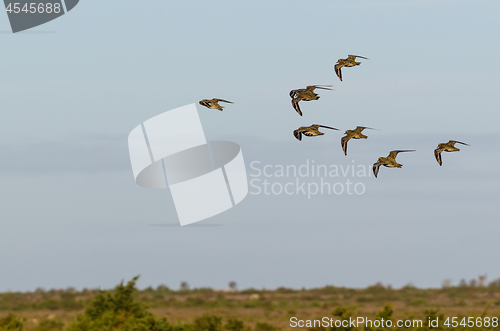 Image of Group with Golden Plovers birds flying in formation over a lands