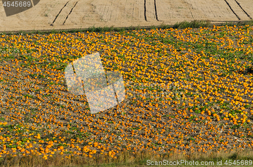 Image of Field with ripe pumpkins ready for harvest