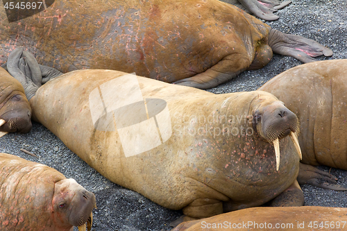 Image of Life Atlantic walruses at haul out sites is (at most) of sleep and small conflicts with neighbors