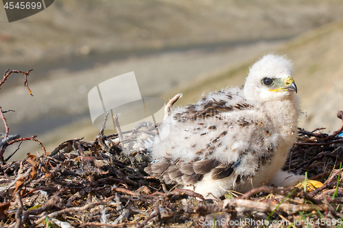 Image of rough-legged Buzzard chick in nest on cliff on tundra river