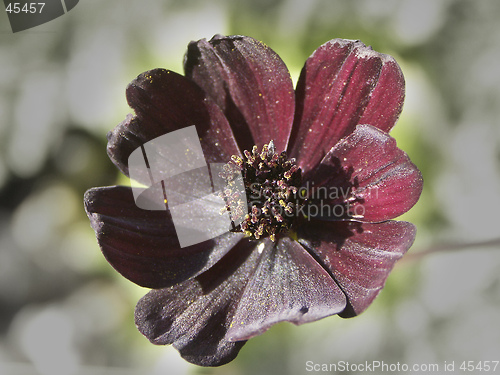 Image of COSMOS FLOWER
