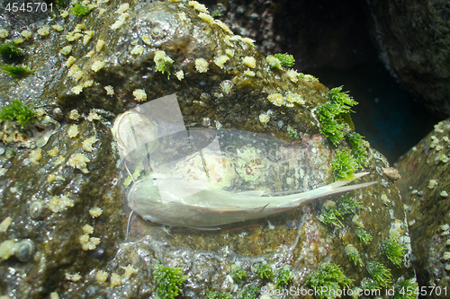 Image of Amateur fishing in India 1. Parvati fish (gafftopsail catfish)