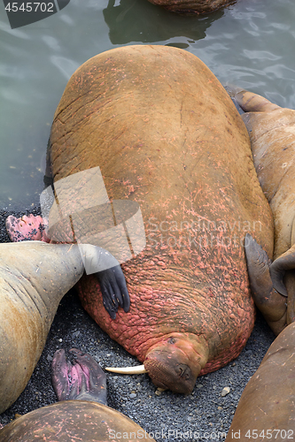 Image of Life Atlantic walruses at haul out sites is (at most) of sleep and small conflicts with neighbors