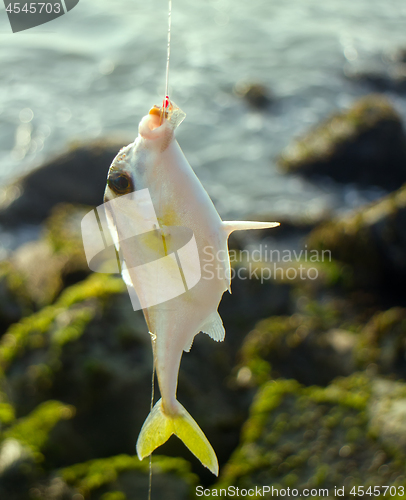 Image of Amateur fishing in India 6. This triggerfish caught on clam meat