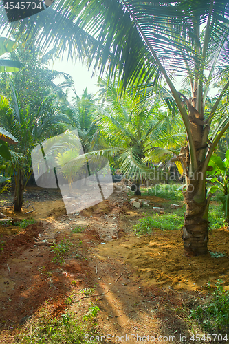 Image of South Kerala Coconut trees