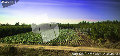 Image of field of agriculture in India