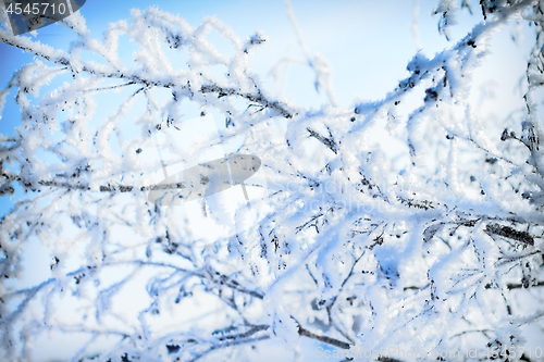 Image of plants were covered with frost