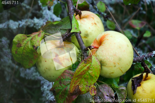 Image of most eco healthy apples