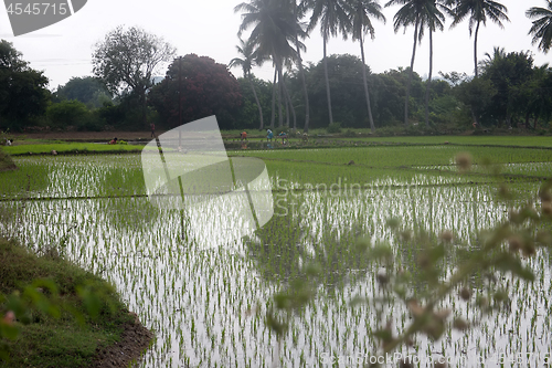 Image of rice fields in Asia