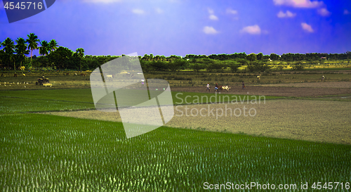 Image of Peasants working in rice fields, plowing with zebu, palm trees, lots of white herons. India