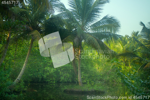 Image of Backwaters, Sago palms. Kerala, India