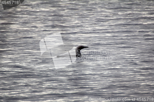 Image of Black-throated diver (Gavia arctica)