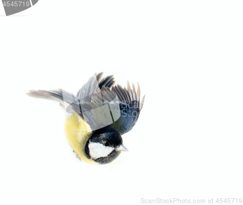 Image of Instant photography allows you to see oxeye (Great Tit) of air balancer