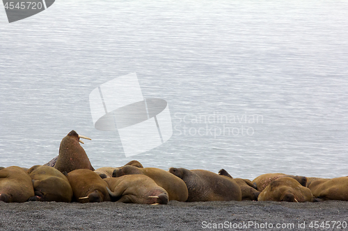 Image of sleeping on sand big bodies