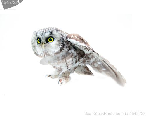 Image of Tengmalm\'s owl on white background