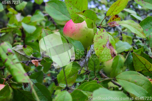 Image of most eco healthy apples