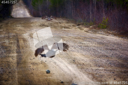 Image of capercailye (Tetrao urogallus) out on gravel road