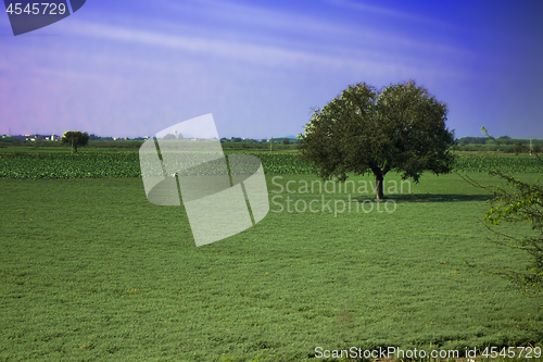 Image of field of agriculture in India