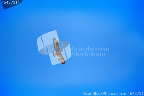 Image of Rough-legged Buzzard flying over nest.