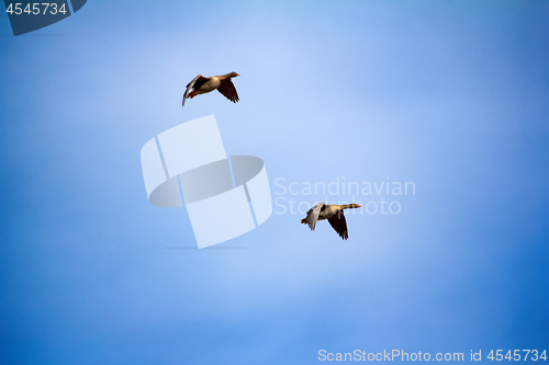 Image of Forest-breeding bean goose - flock of breeding geese