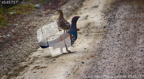 Image of capercailye (Tetrao urogallus) out on gravel road